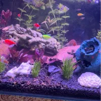 آکواریوم با کلیه لوازم اصلی و جانبی