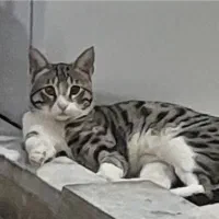 گربه ی آروم وتمیز