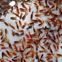 فروش عمده ماهی قرمز بدون واسطه