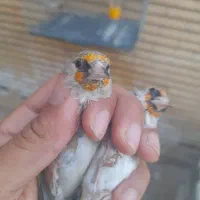 سقا|پرنده|کرمان, |دیوار