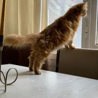 گربه گارفیلدی خواب آلو