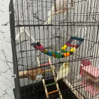 عروس هلندی نر وجوجه