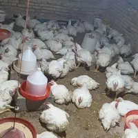 مرغ زنده گوشتی یا   کشتی شهر فارسان