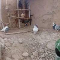 کبوتر پرشی
