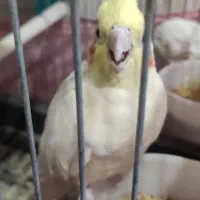 عروس معاوضه با قناری