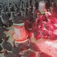 جوجه بوقلمون بیوتی و برنز و تخم نطفه دار بوقلمون