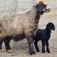 دو راس میش بره دار  بره نرهست|حیوانات مزرعه|طسوج, |دیوار