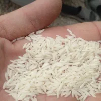مقدار۷۰کیلوبرنج‌هاشمی‌محصول‌امثال‌خودم|خوردنی و آشامیدنی|تالش, هشتپر|دیوار