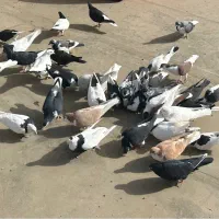 تعداد ۴۱ عدد کبوتر کلی|پرنده|مشهد, شهید معقول|دیوار