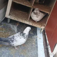 کفتر پرشی|پرنده|کوهدشت, |دیوار