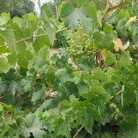 باغ بینظیر|فروش دفتر صنعتی، کشاورزی، تجاری|شیدا, |دیوار