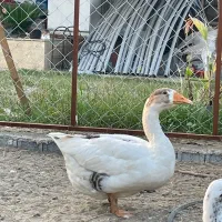 غاز 5 ماهه اصیل