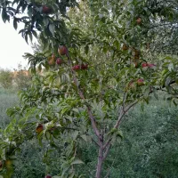 6 من محلی زمین کشاورزی واقع در روستای گوروان|فروش دفتر صنعتی، کشاورزی، تجاری|عجب شیر, |دیوار