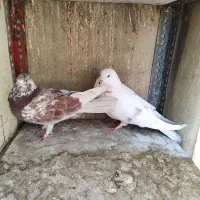 دو جفت کفتر استفاده|پرنده|تهران, مختاری|دیوار