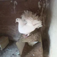 کبوتر سفید دم چتری