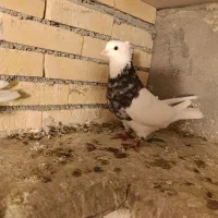 کبوتر طوقی مایدوم یا دمسفید|پرنده|فامنین, |دیوار