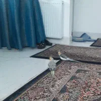 عروس هلندی نر وماده بالغ تازه جفت شدن