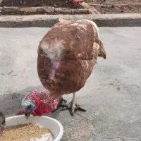 بوقلمون نر
