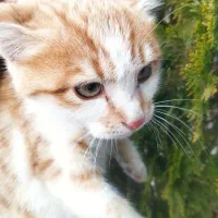 واگذاری بچه گربه|گربه|کرمانشاه, |دیوار