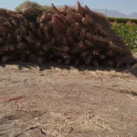 جارو فروشی درجه یک
