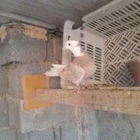 کبوتر شازده زرد