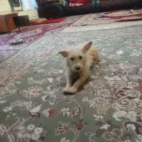 سگ پا کوتاه