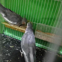 عروس هلندی زیبا