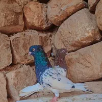 ی جفت کله ای