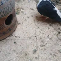 جفت شیرازی سیاه کاکل|پرنده|اهواز, کوی جانبازان(دانش)|دیوار