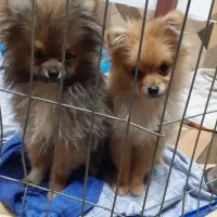 واگزاری سگ پامر|سگ|آستانه اشرفیه, |دیوار