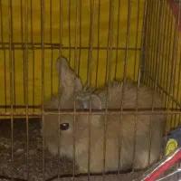 خرگوش لپ ناز