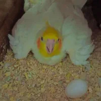 عروس هلندی لوتینو مولد  جفت با تخم|پرنده|مشهد, سیس‌آباد|دیوار