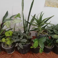 اجاق گاز وپرده وخردکن|اجاق گاز و لوازم برقی پخت‌وپز|مرودشت, ابوذر جنوبی|دیوار