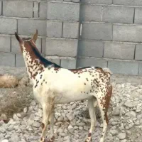 بز داشت|حیوانات مزرعه|جم, |دیوار