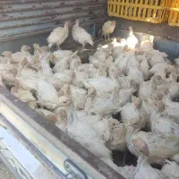 جوجه بوقلمون بیوتی