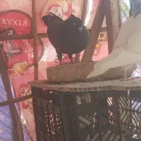 کبوتر|پرنده|مسجد سلیمان, |دیوار