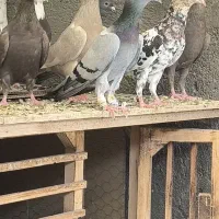 کبود ماده ،جوجه زرد هفترنگ|پرنده|قزوین, |دیوار