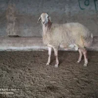 بره قوچ گوسفند