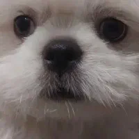 پیدا شده سگ