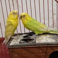 مرغ عشق مولد سالم سلامت|پرنده|بومهن, |دیوار