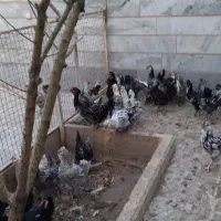 تخم مرغ نطفه دار گلین لری..مرغ و خروس گلین لری|حیوانات مزرعه|بوئین زهرا, |دیوار