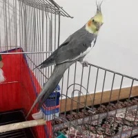 عروس هلندی نر سخن گو