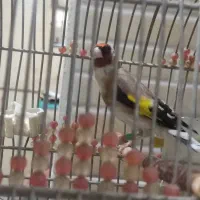 سهره قواره دار تازه صاف