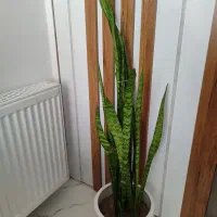 گل سانسوریا