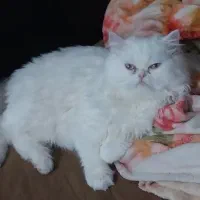 واگذاری فوری گربه