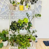 استند گل پی وی سی|کتابخانه، شلف، قفسه‌های دیواری|بیرجند, |دیوار