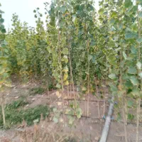 نهال صنوبر نیگرا ترکیه ارسال به تمام نقاط کشور|خدمات باغبانی و درختکاری|فیروزآباد (آذربایجان), |دیوار