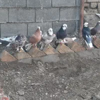 کفتر شازده،گرگی|پرنده|نوشین شهر, |دیوار