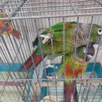عروس هلندی