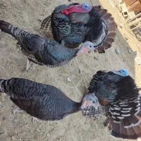 بوقلمون نر و ماده|حیوانات مزرعه|شبانکاره, |دیوار